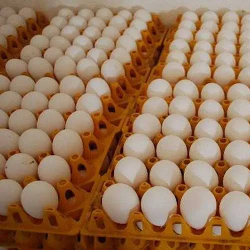 Broiler Hatching Chicken Eggs