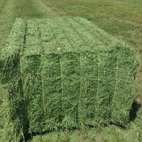 Alfalfa Hay For Animal Feed