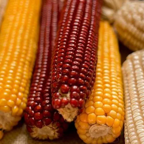 Yellow And Red Corn